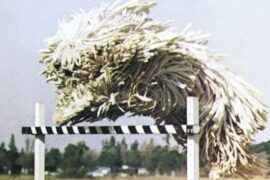 Beck - Odelay